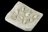 Mississippian Cuneate Coral (Neozaphrentis) Fossils - Arkansas #148603-2